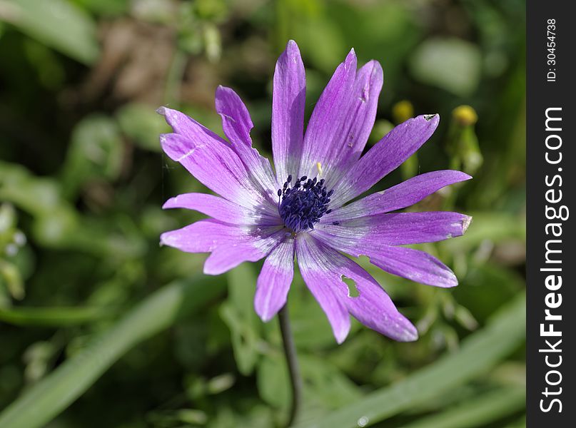 Purple anemone in a garden