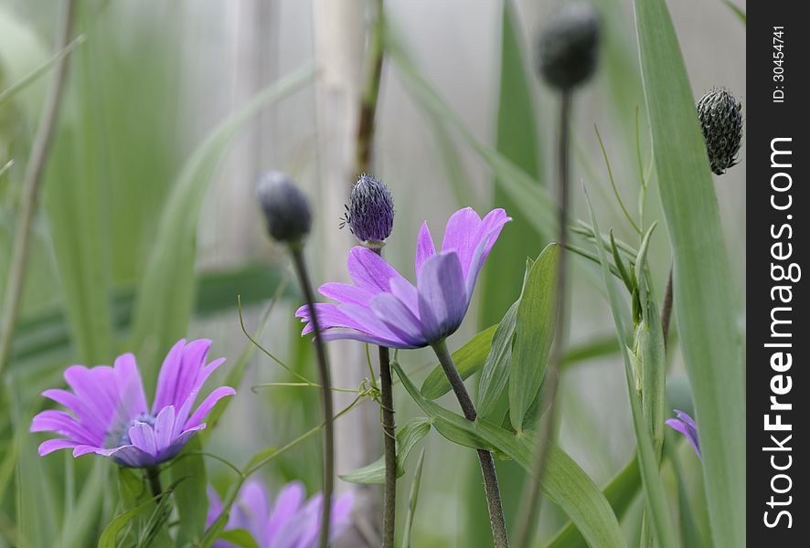 Purple anemone in a garden