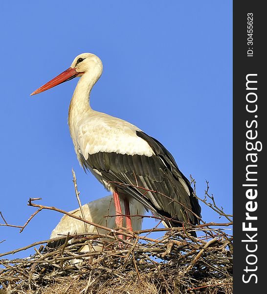 A white stork in his nest