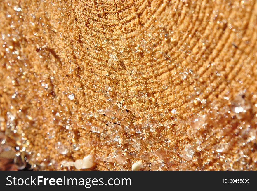 Tree-trunk with year ring and resin tropics. Tree-trunk with year ring and resin tropics