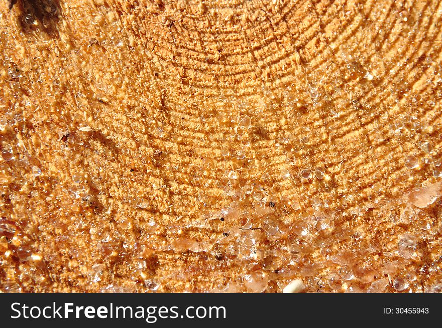 Tree-trunk with year ring and resin tropics. Tree-trunk with year ring and resin tropics