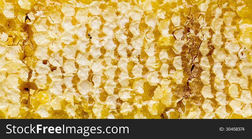 Honeycombs filled with honey wax