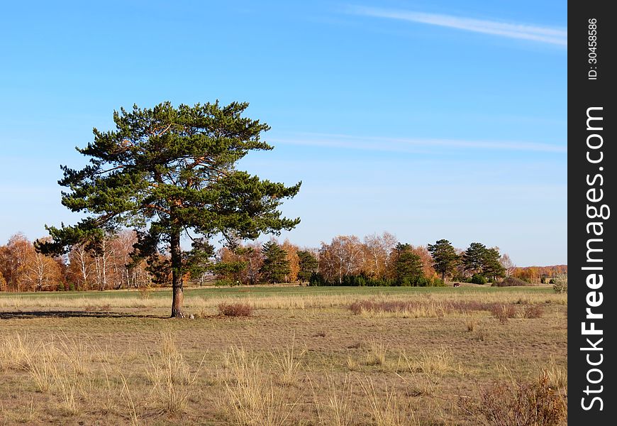 A lone pine tree grows in the plains of the Altai. A lone pine tree grows in the plains of the Altai