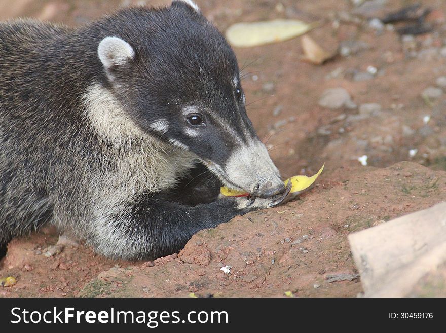 Coatimundi munching on yellow fruit. Coatimundi munching on yellow fruit