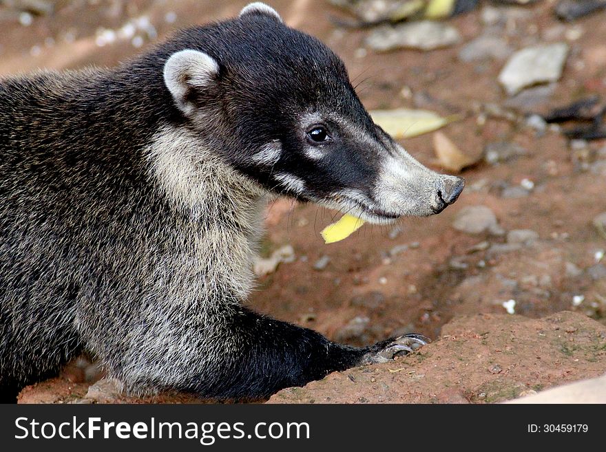 Profile of a Coatimundi with upturned snout.