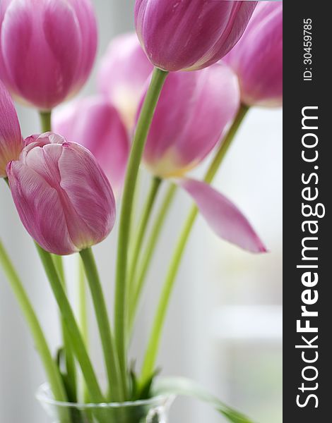 A vase of cheerful pink tulips near a window in an abstract setting