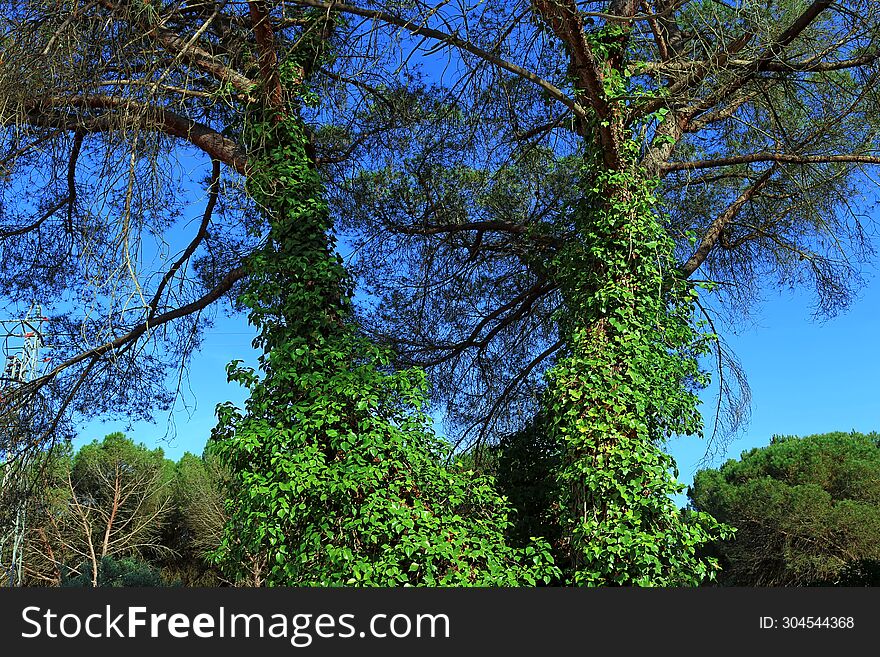 Ivy Covered Trees In A Pine Forest In A Natural Landcape