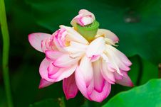 The Mimosa Bloom Lotus Royalty Free Stock Images The Mimosa Bloom Lotus Royalty Free Stock Images