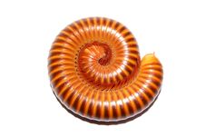 Millipede Royalty Free Stock Image