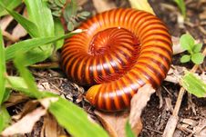 Millipede Royalty Free Stock Photography Millipede Royalty Free Stock Photography