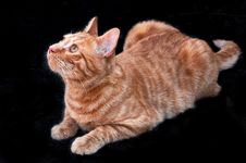 Cat Royalty Free Stock Photo