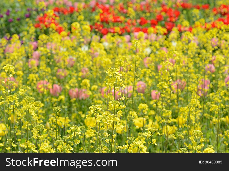 blossoms and tulips in the farm fieldã€€. blossoms and tulips in the farm fieldã€€