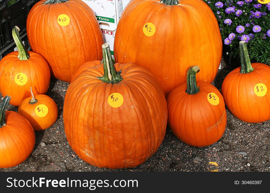 Pumpkins of various sizes and prices at local farmers market