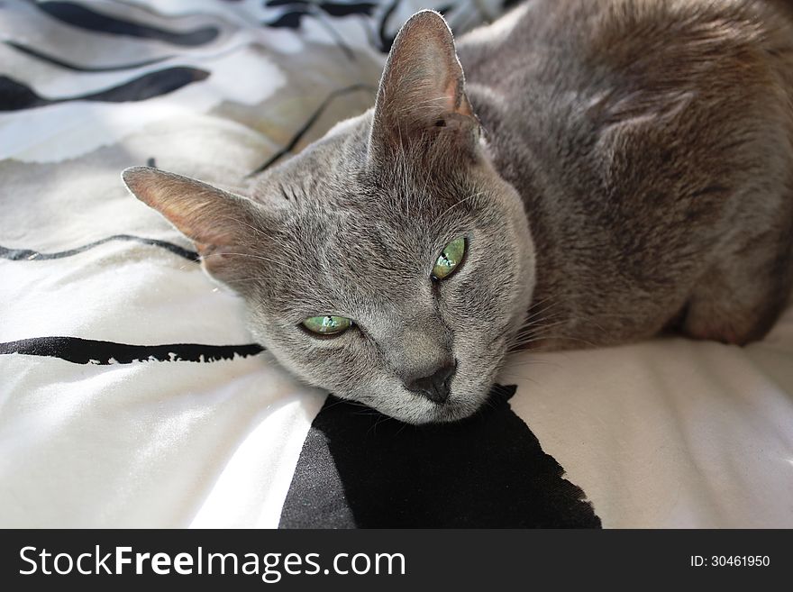 Grey Korat cat with green eyes resting on bed