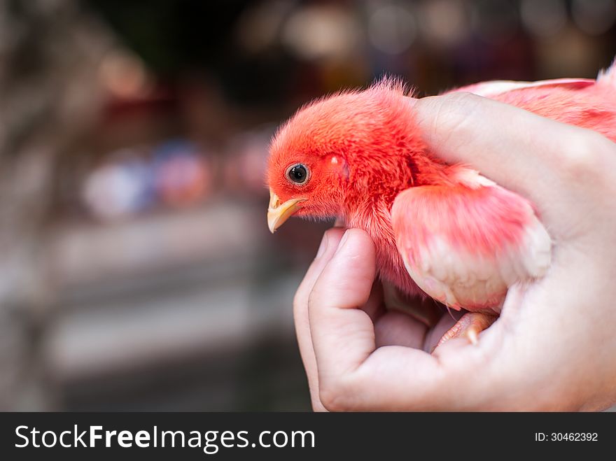 A chick in a human's hand. A chick in a human's hand