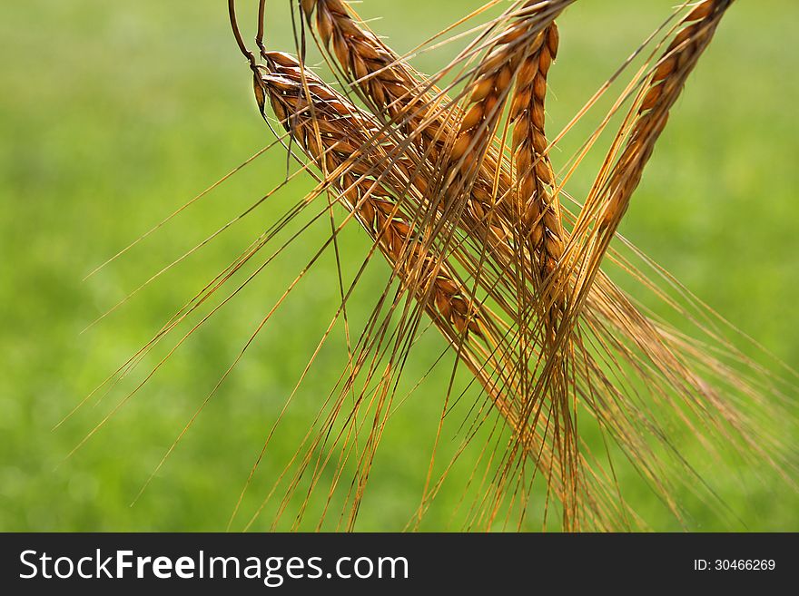 Ripe ears of wheat close up against green field