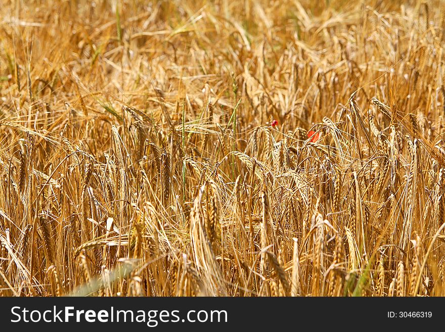 Ripe ears of wheat close up against golden field