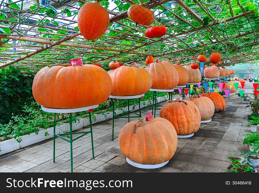 The image taken in china`s hebei province,qinhuangdao city,beidaihe district,Jifa ecological park.The biggest pumpkin is 258kg. The image taken in china`s hebei province,qinhuangdao city,beidaihe district,Jifa ecological park.The biggest pumpkin is 258kg.