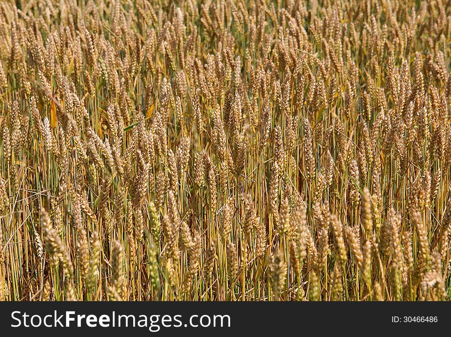 Ripe ears of wheat - natural background. Ripe ears of wheat - natural background