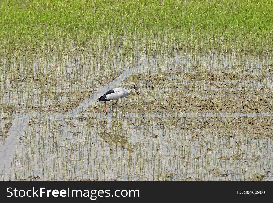 Bird looking for food in paddy, Asian Openbill Stork (Anastomus oscitans). Bird looking for food in paddy, Asian Openbill Stork (Anastomus oscitans)