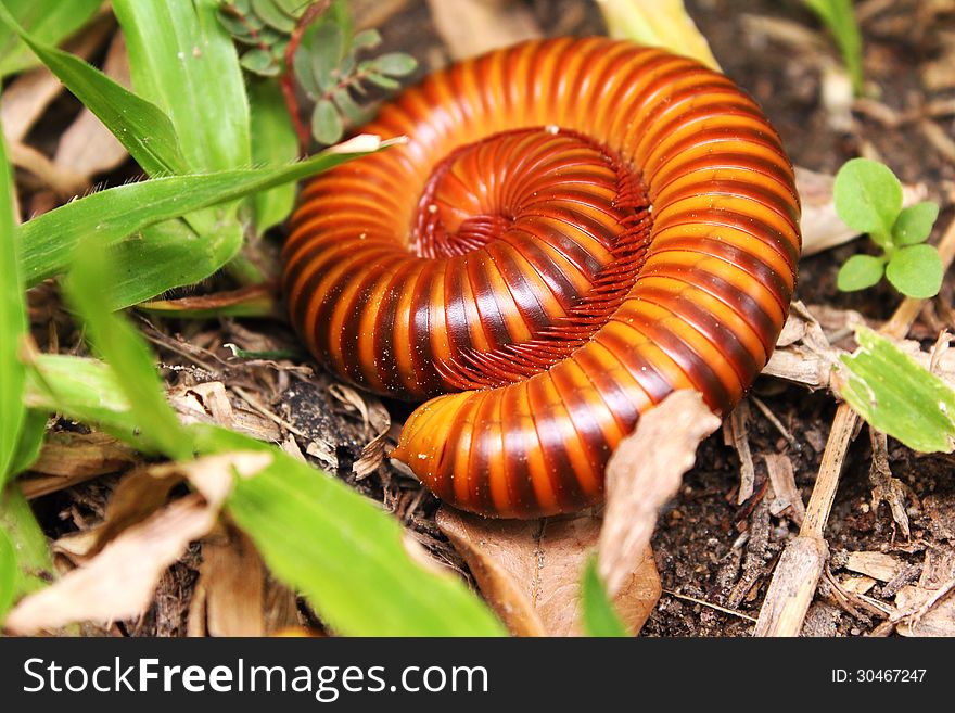 Millipede on a green grass