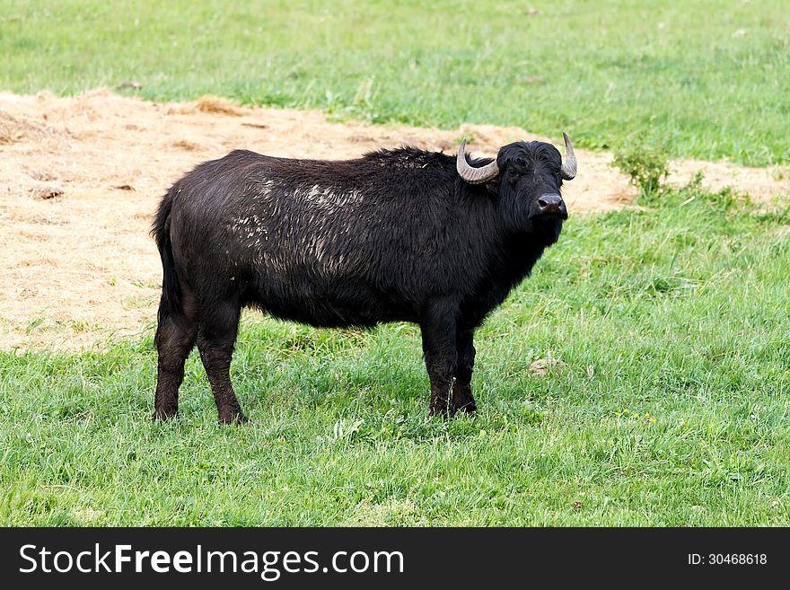 Long haired black buffalos in the pasture