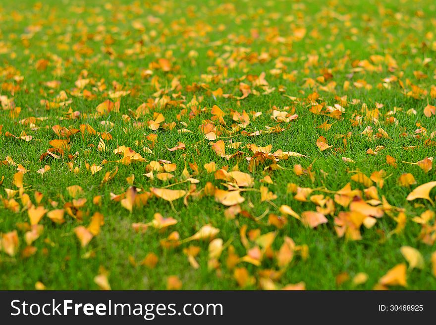 Ginkgo biloba leaves