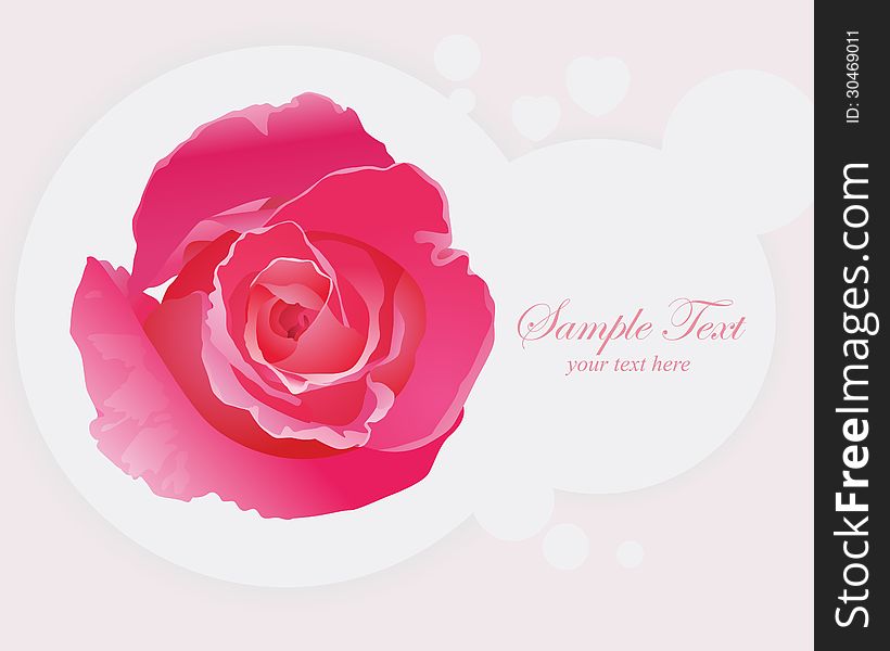 Beautiful Pink Roses, Realistic Vector Illustration. Beautiful Pink Roses, Realistic Vector Illustration.