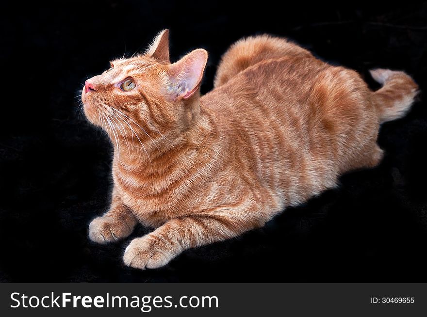 Ginger cat lying looking up isolated on black