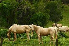Two Palomino Breed Horses Grazing In Paddock Stock Photography Two Palomino Breed Horses Grazing In Paddock Stock Photography