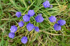 Grape Hyacinth Flowers From Above Royalty Free Stock Images