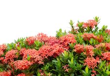 Ixora Flower Stock Photography Ixora Flower Stock Photography