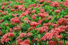 Ixora Flower Royalty Free Stock Photo Ixora Flower Royalty Free Stock Photo