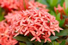 Ixora Flower Stock Images Ixora Flower Stock Images