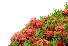 Ixora Flower Royalty Free Stock Photography Ixora Flower Royalty Free Stock Photography