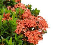 Ixora Flower Stock Images Ixora Flower Stock Images