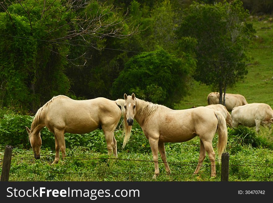 Two Palomino breed horses grazing in paddock