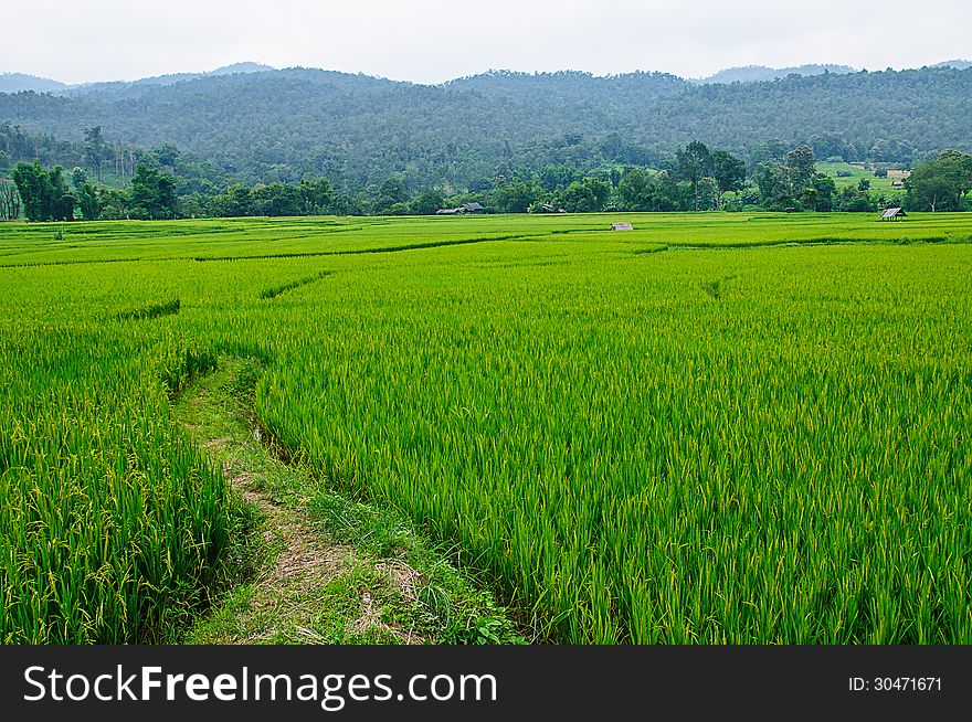 Field rice and farmer hut in countryside of Thailand