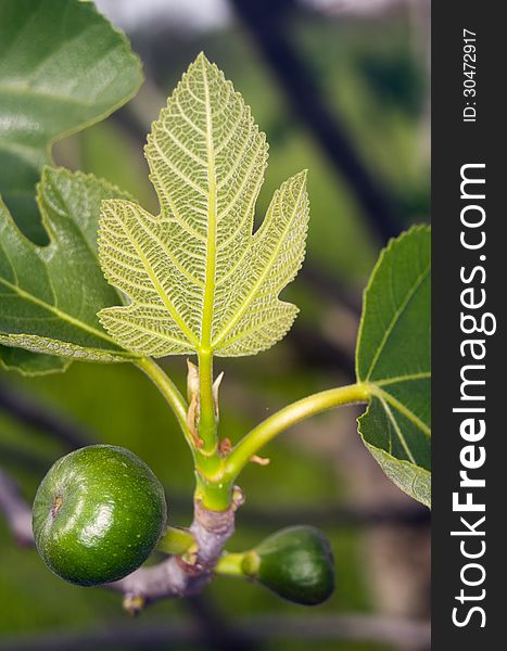 An unripe fruit of the fig tree still on its plant. An unripe fruit of the fig tree still on its plant