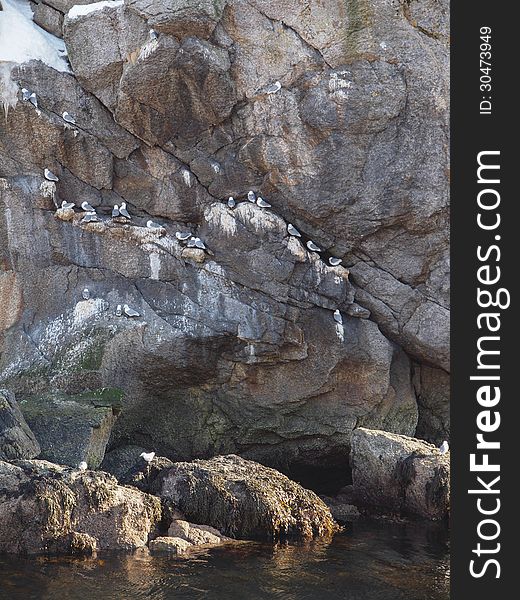 Seagulls on cliff face obove water