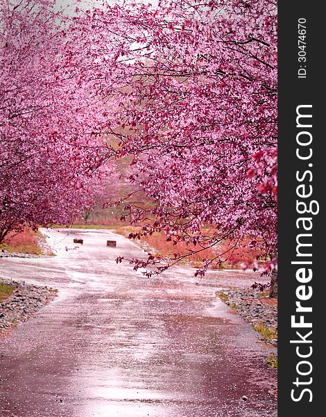 Pretty pink flowering trees are reflecting pink color up from a wet driveway. Good for pink background or flyer, etc. Shallow depth of field.