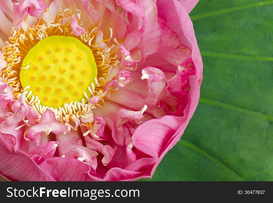 Nelumbo nucifera on lotus leaf background