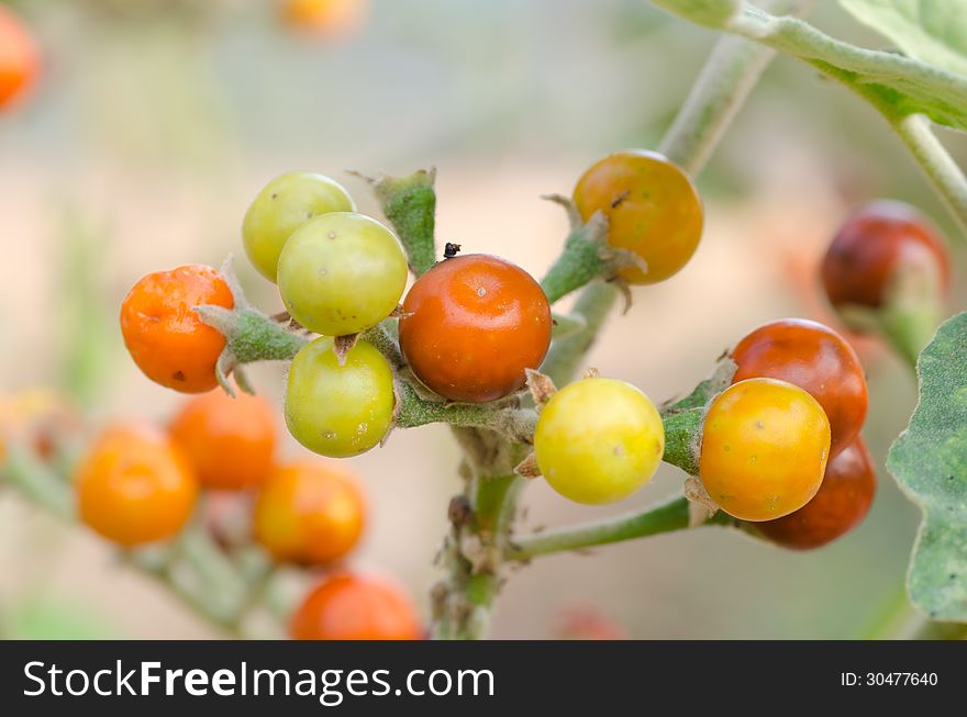 Solanum Sanitwongsei