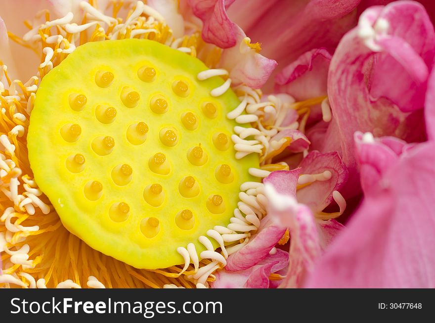 Close up of Nelumbo nucifera