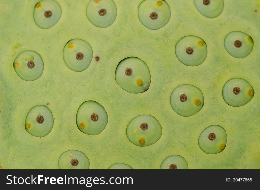 Indian lotus pods texture background. Indian lotus pods texture background
