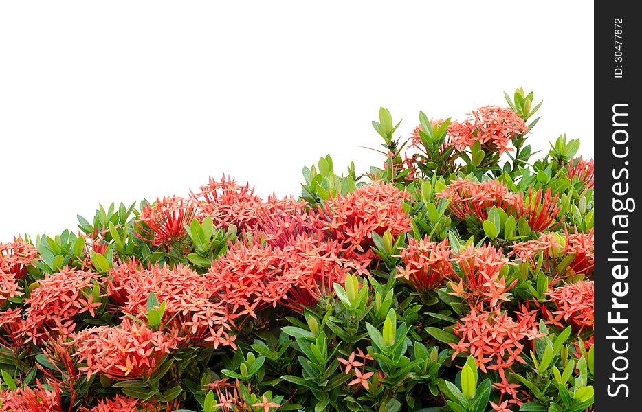 Ixora  Flower