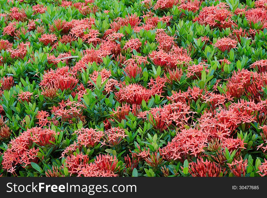 Ixora  flower