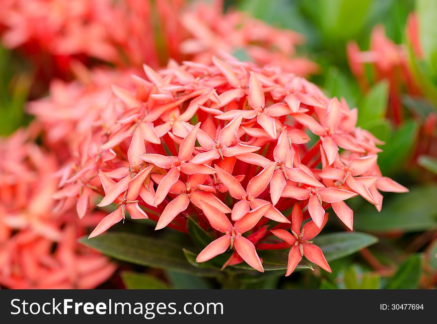 Ixora  flower