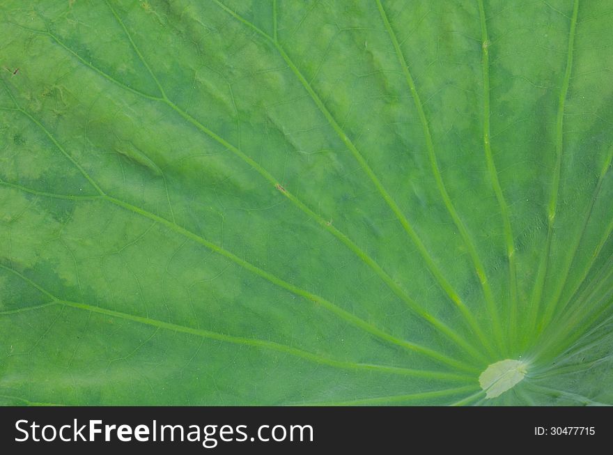 Close-up of lotus leaf background