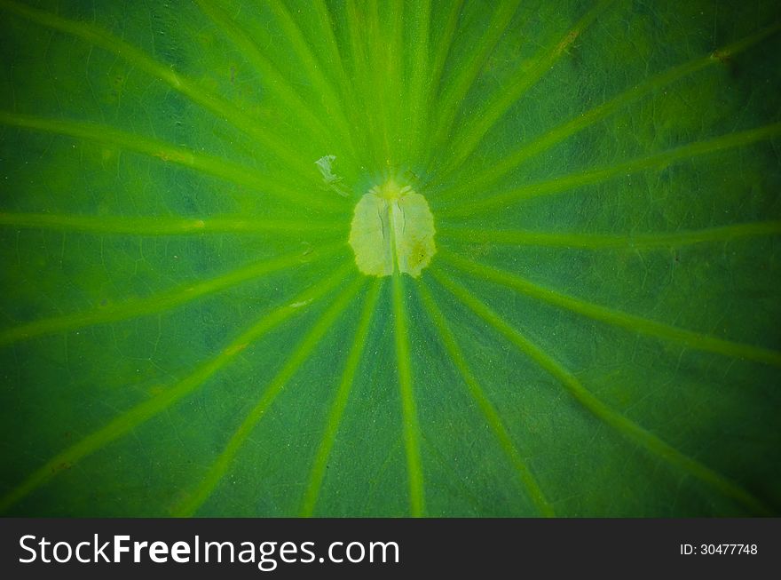 Close-up of lotus leaf background